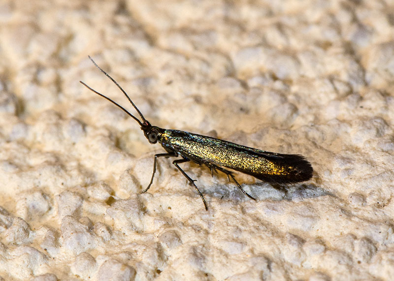 Coleophoridae Coleophora trifolii ?